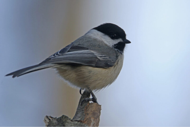 Westmoreland Sanctuary Winterfest